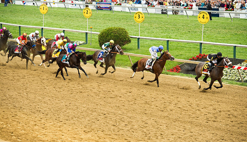 Horses contest the Preakness at Pimlico